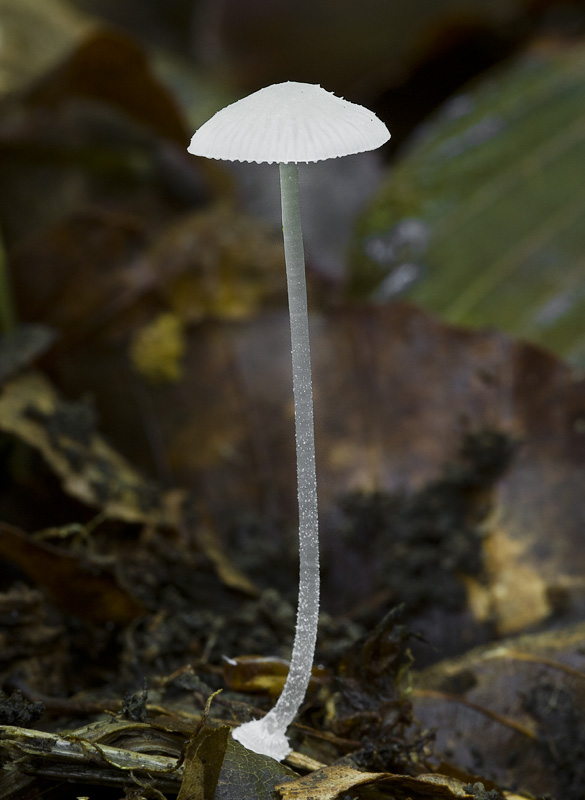 Mycena stylobates